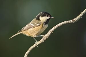 Ater Gallery: Coal Tit perched on a branch