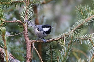 Coal Tit - perched on fir tree branch, feeding, North Hessen, Germany Date: 11-Feb-19