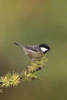 Coal Prints: Coal Tit. Perched on pine cone covered conifer branch. Cleveland. England, UK