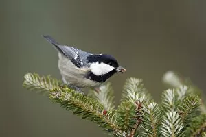 Images Dated 24th January 2009: Coal Tit - searching for food on fir tree