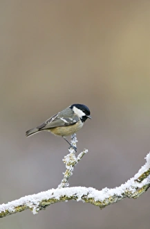 Images Dated 3rd January 2009: Coal tit - on snowy branch Bedfordshire UK 006662