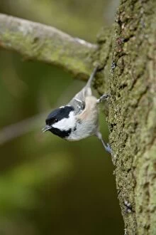 Images Dated 10th March 2006: Coal Tit - on tree trunk