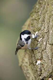 Images Dated 9th March 2006: Coal Tit on Tree Trunk