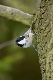 Tree Trunk Prints: Coal Tit - on tree trunk - Cornwall - UK