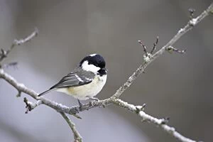 Images Dated 7th February 2007: Coal Tit - in winter