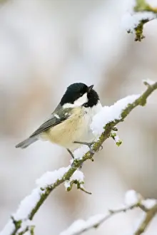 Tits Prints: Coal Tit - In winter on snow covered hawthorne twigs - Cleveland -UK