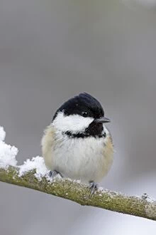 Coal Tit - in winter on snow covered twig