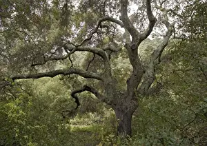 Coast Live Oak