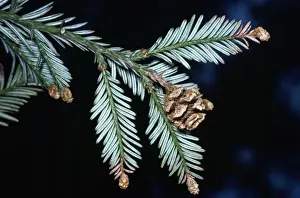Cones Prints: Coast Redwood / Californian Redwood