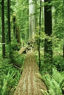 Coast Redwood, dead tree