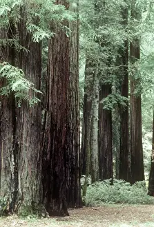 Redwood Prints: Coast Redwood - forest - Califonia USA
