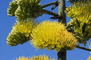 Images Dated 23rd March 2007: Coastal agave; agave - Photographed in the Central Desert of Baja California, Mexico