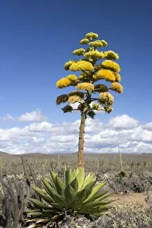 Images Dated 23rd March 2007: Coastal Agave - Photographed in the Central Desert of Baja California, Mexico