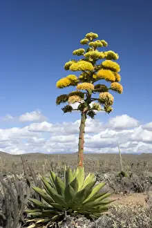 Mexico Prints: Coastal Agave - Photographed in the Central Desert of Baja California, Mexico