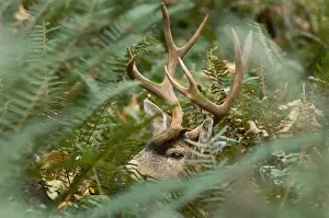 Coastal Black-tailed Deer - buck appearing through foliage - Autumn - Pacific Northwest - Washington - USA _CXA4189