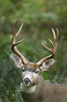 Fall Prints: Coastal Black-tailed Deer - buck - Autumn - Pacific Northwest - Washington - USA _CXA4350