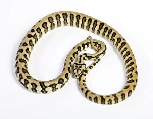 Images Dated 23rd April 2008: Coastal Carpet Python - Mcdowelli sub-species - “Jaguar” mutation - Australia