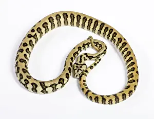 Pythons Prints: Coastal Carpet Python - Mcdowelli sub-species - “Jaguar” mutation - Australia