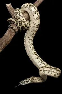 Pythons Prints: Coastal Carpet Python - Mcdowelly sub-species - Australia