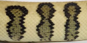 Images Dated 23rd April 2008: Coastal Carpet Python - detail of the skin - Mcdowelli sub-species - “Jaguar” mutation - Australia