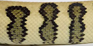 Pythons Prints: Coastal Carpet Python - detail of the skin - Mcdowelli sub-species - “Jaguar” mutation - Australia
