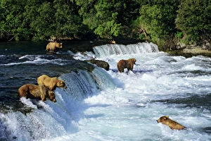World Wildlife Collection: Coastal Grizzlies or Alaskan Brown Bears - fishing for salmon at Brooks Falls