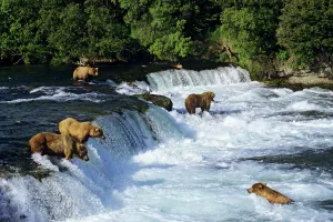 Brown Bears Fishing at Alaska's Brooks Falls - The Atlantic