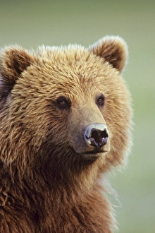 Images Dated 26th September 2006: Coastal Grizzly Bear, Alaska. MA1278