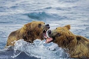 Coastal grizzly bear arguing over salmon fishing rights