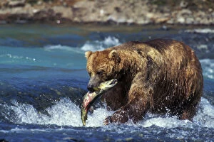 Coastal grizzly bear with salmon in mouth