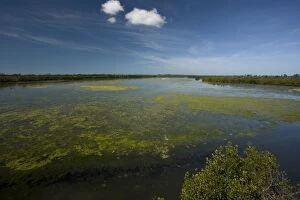 Coastal lagoon with algae