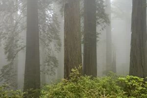 Coastal Redwood forest - in fog