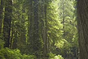 Images Dated 3rd May 2006: Coastal Redwood forest in fog Redwood National Park California, USA LA000740
