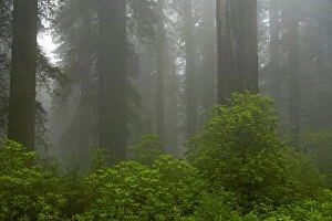 Images Dated 3rd May 2006: Coastal Redwood forest in fog Redwood National Park California, USA LA000741