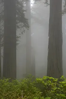 Coastal Redwood forest - in fog Redwood National Park California, USA LA000744