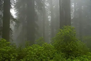 Weather Prints: Coastal Redwood forest in fog Redwood National Park California, USA LA000741