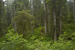 Sequoia Prints: Coastal Redwood forest Redwood National Park California, USA LA000756