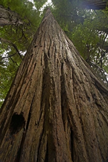 Images Dated 3rd May 2006: Coastal Redwood forest - Stout Grove Redwood National Park California, USA LA000793