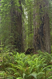 Images Dated 3rd May 2006: Coastal Redwood forest - Stout Grove Redwood National Park California, USA LA000780