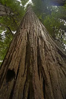 Coastal Redwood forest - Stout Grove Redwood National Park California, USA LA000793