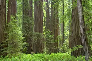 Trunk Prints: Coastal Redwood forest - Stout Grove Redwood National Park California, USA LA000802