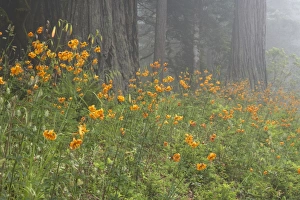 Images Dated 3rd May 2006: Coastal Redwood forest and Tiger Lily (Sequoia sempervirens) & (Lilium columbianum)