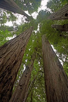 Coastal Redwood forest - view of trunks to canopy