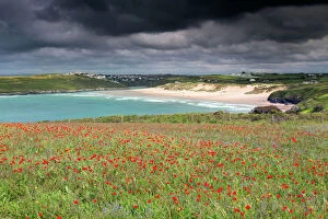Coastal Scene view towards Crantock Beach - Poppies