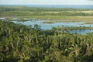 Coastal Swamp, Belize, Central America