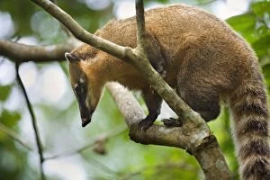 Images Dated 3rd August 2010: Coati - adult sitting on a branch in a tree in
