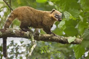 Images Dated 3rd August 2010: Coati - adult standing on a branch in a tree in