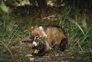 Coati - eating rattlesnake it had killed South East Arizona, USA