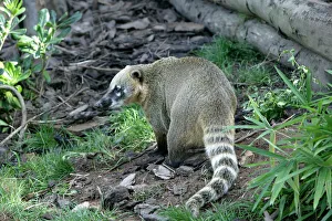 Central America Collection: Coati. South America