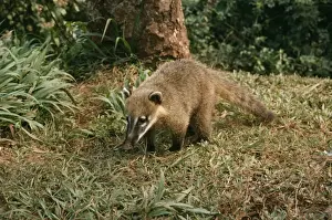 Coatimundi PM 8218 Nasua nasua &copy; Pat Morris / ARDEA LONDON